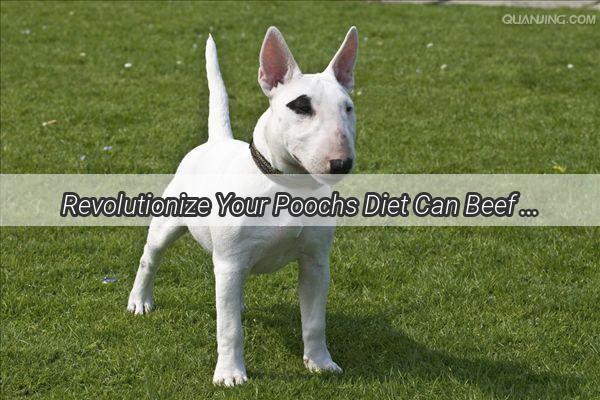 Revolutionize Your Poochs Diet Can Beef Be the Answer to Their Itchy Skin Dilemma